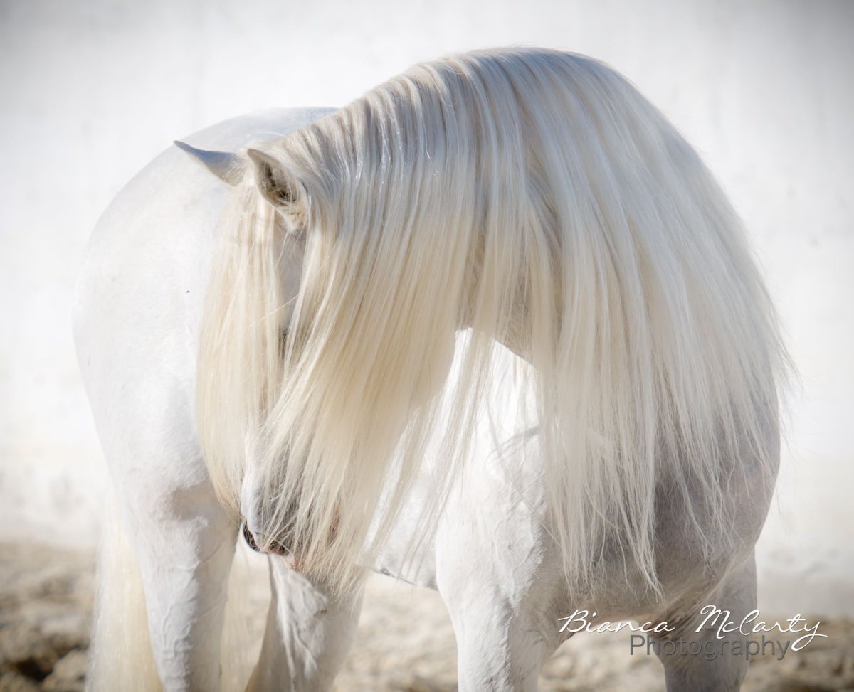 Фриз альбинос