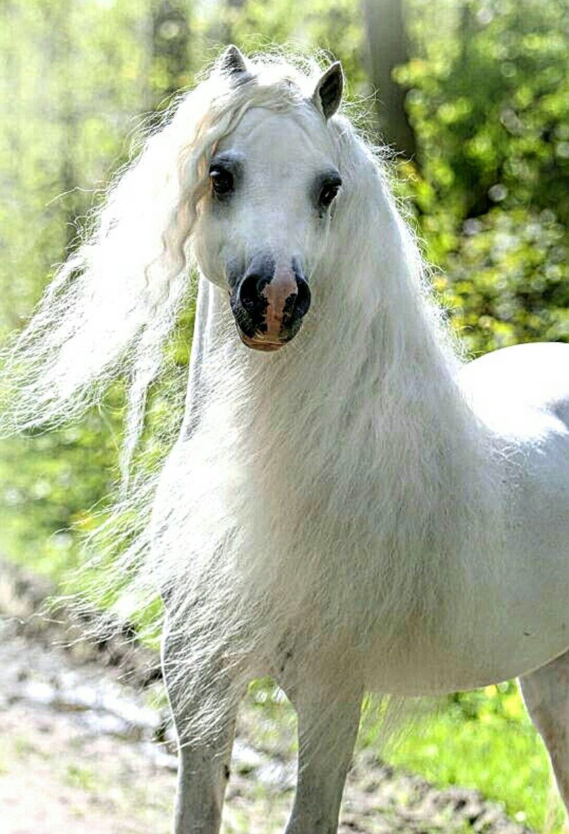 Хорс Хевен породы