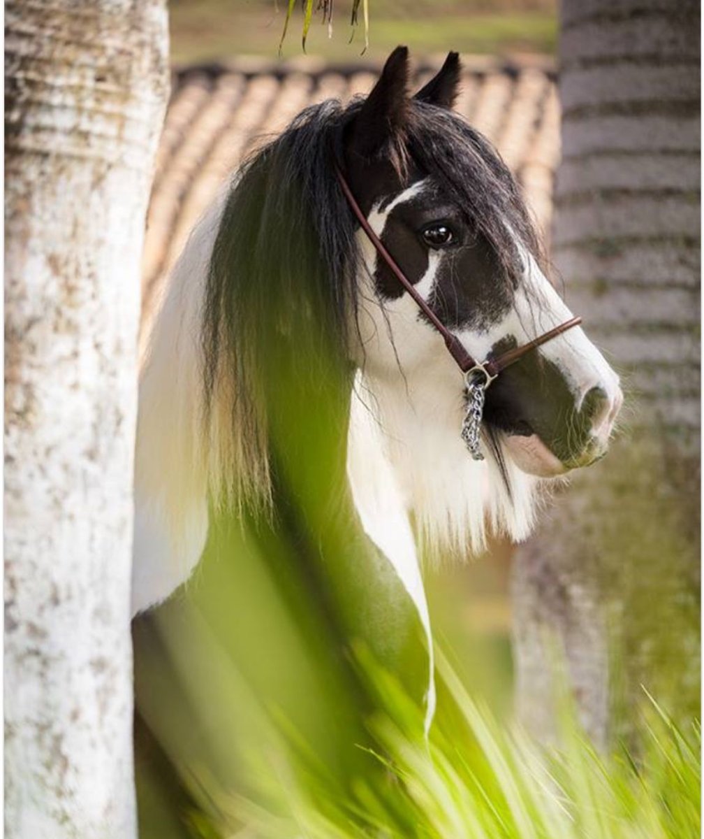 Самые милые лошади в мире