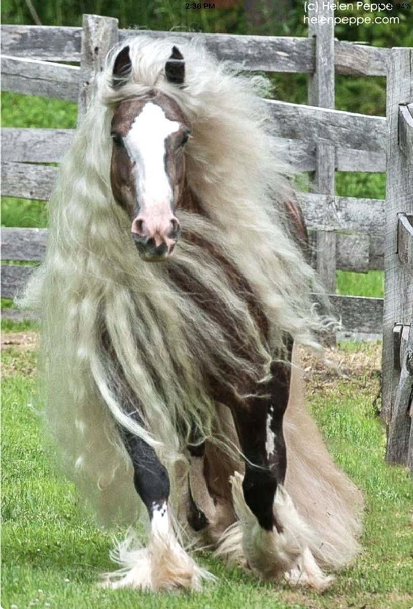 Тинкер лошадь грива