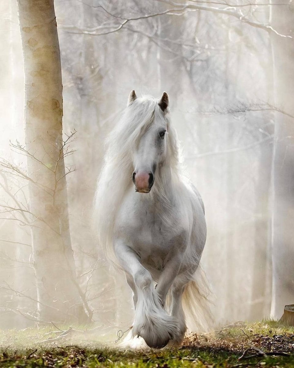 Белая лошадь