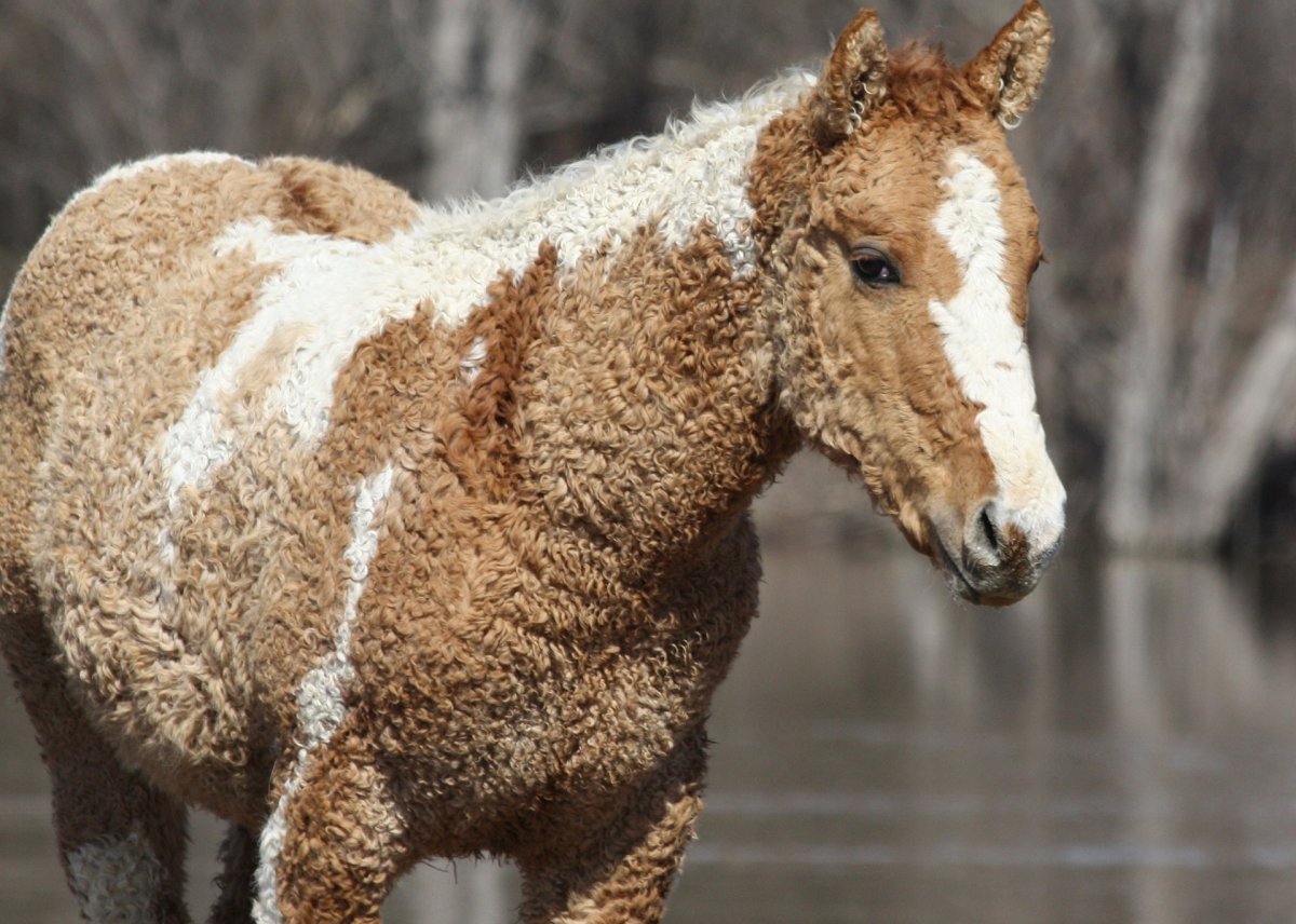 USSD кучерявая лошадь