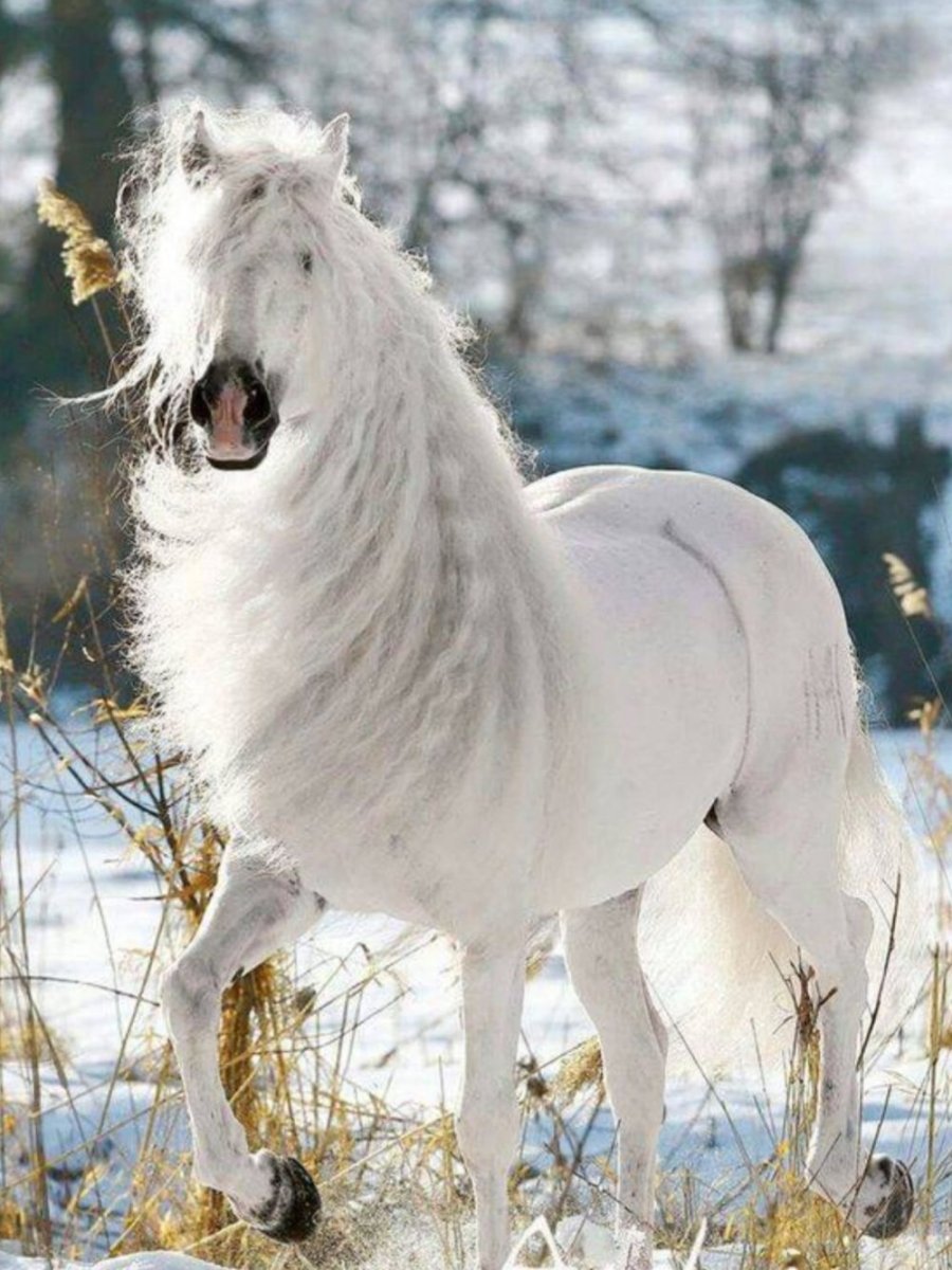 Фризская лошадь альбинос