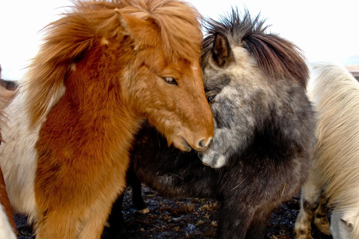 Исландские пушистые лошади