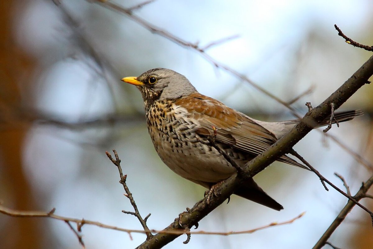 Коричневая птичка с желтым клювом