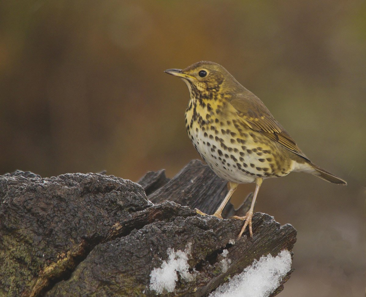 Желтогрудый Дрозд