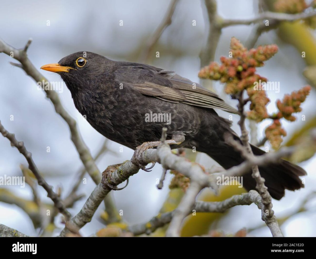 Дрозд Ленобласти чёрный