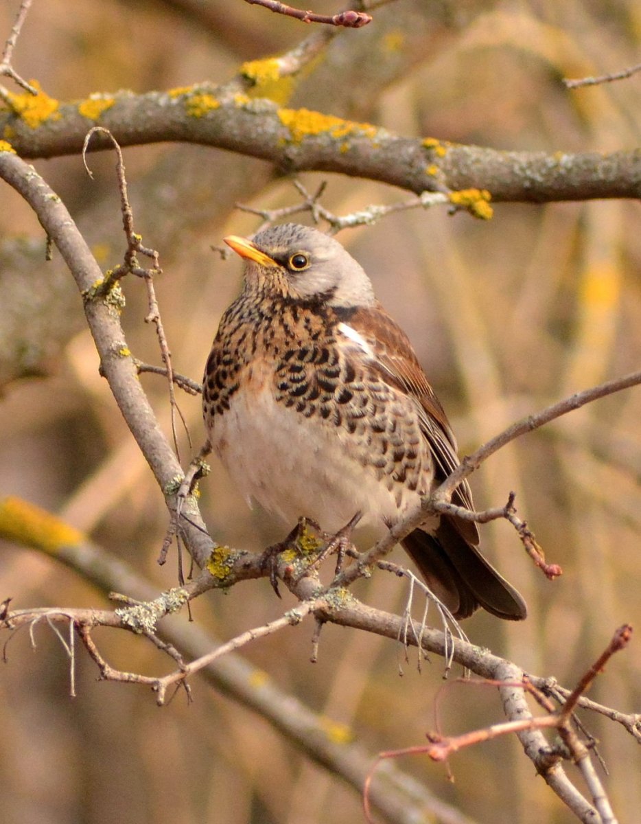 Рябинник (turdus pilaris