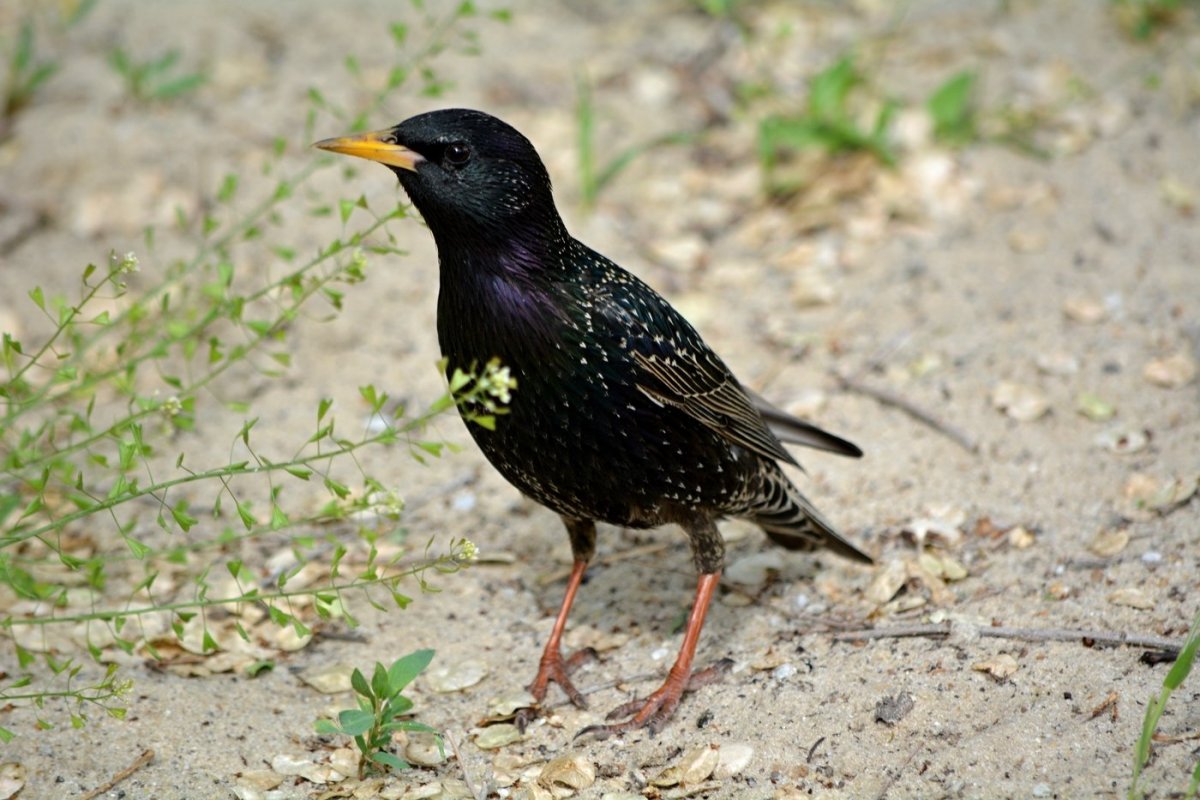 Дрозд чёрный в крапинку