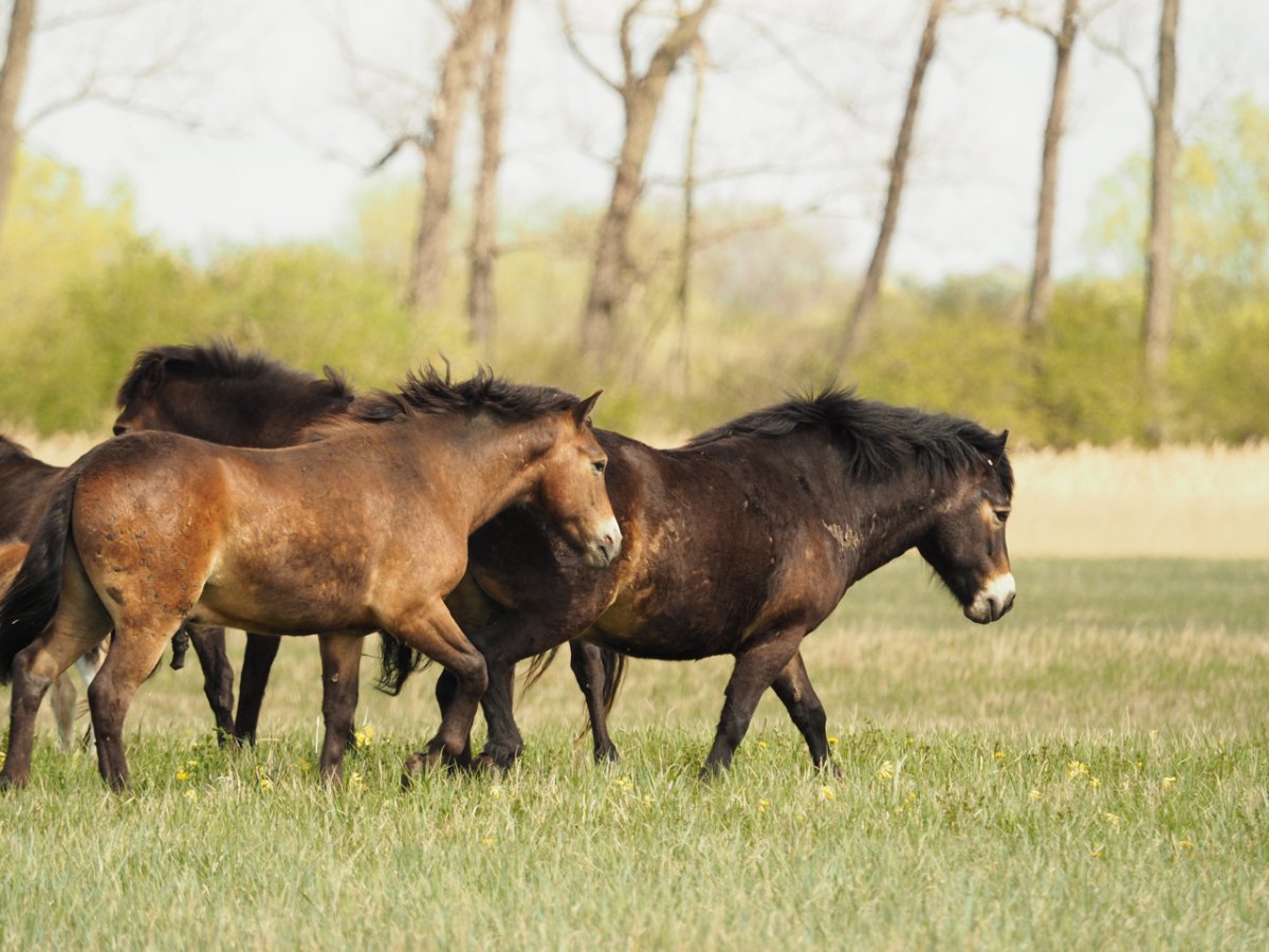 Эксмурский пони