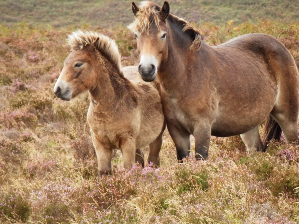 Эксмурский пони Exmoor Pony