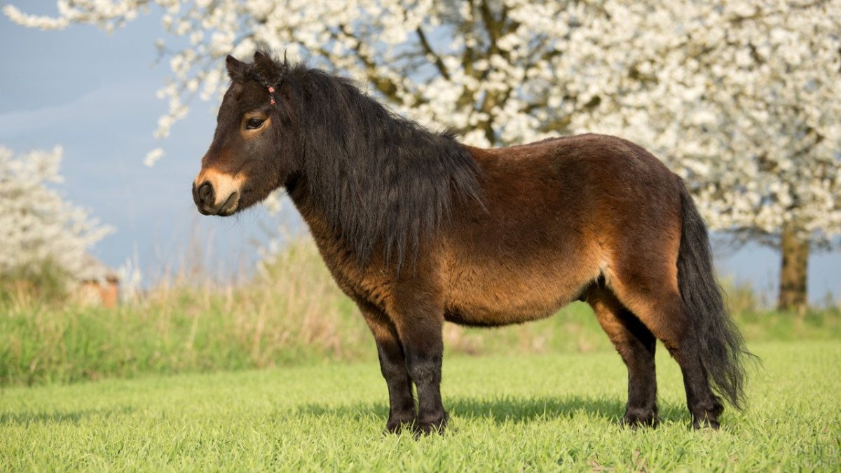 Эксмурский пони