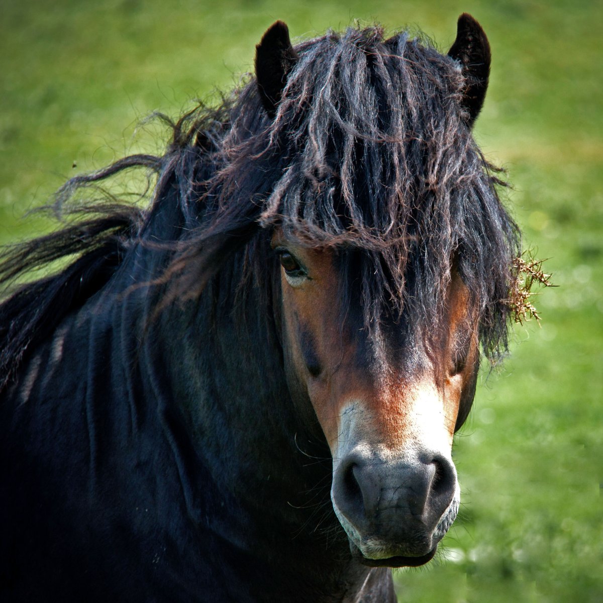 Порода лошадей Эксмурский пони