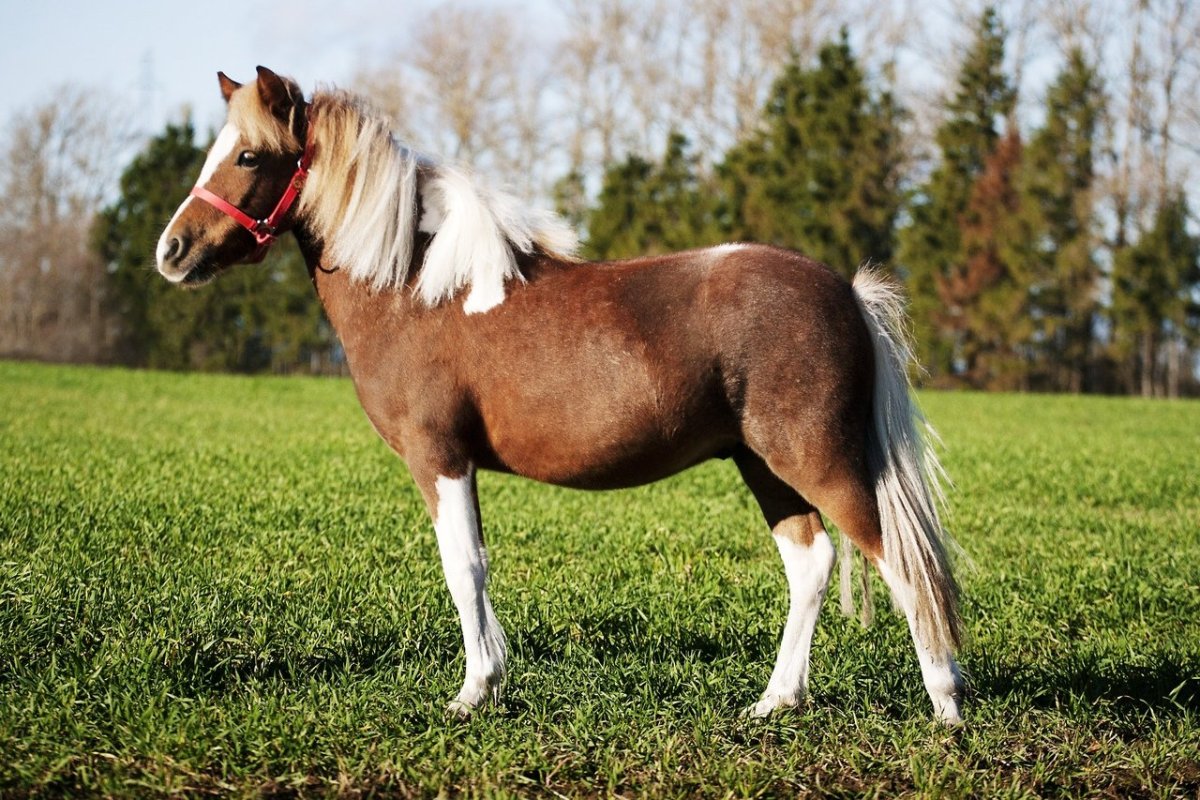 Аппалуза-шетлендский пони