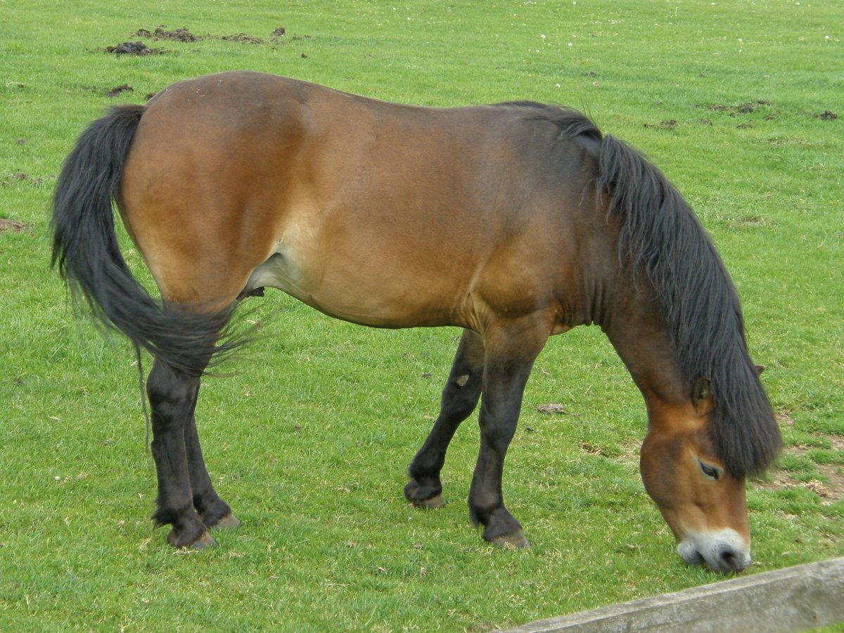 Порода лошадей Эксмурский пони