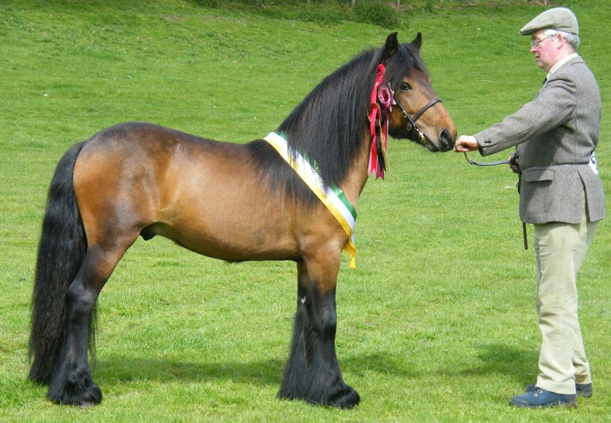 Лошади породы Фелл