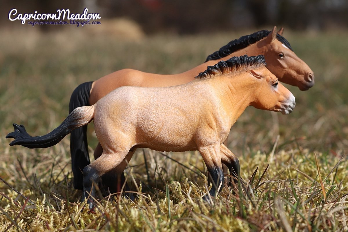 Collecta лошади марвари