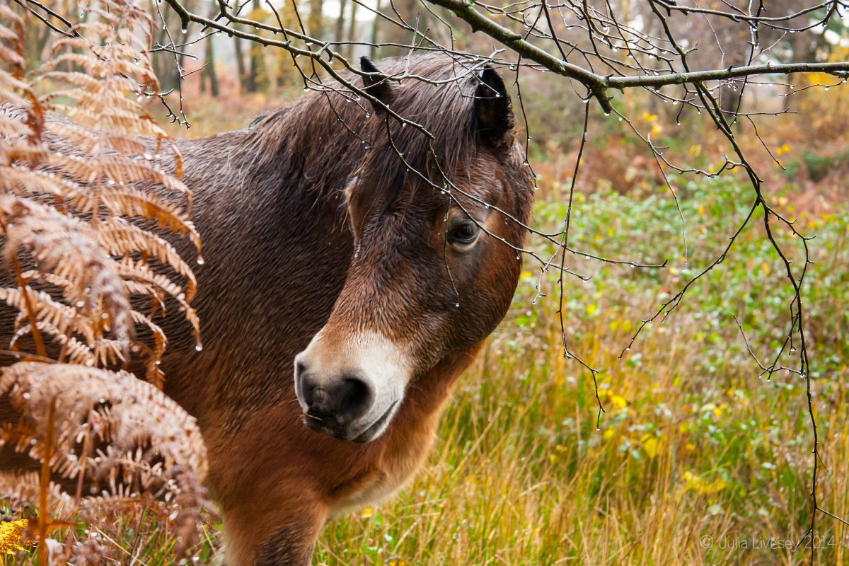 Эксмурский пони