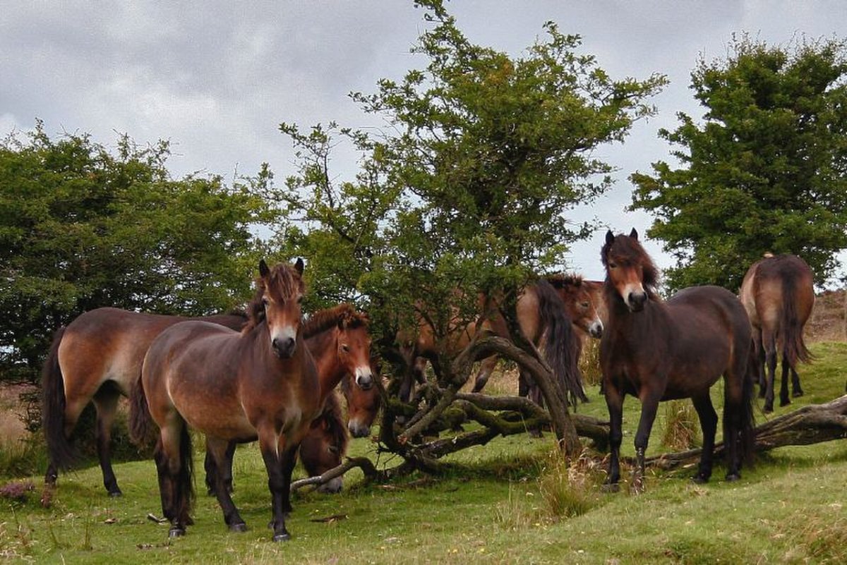 Эксмурский пони Exmoor Pony
