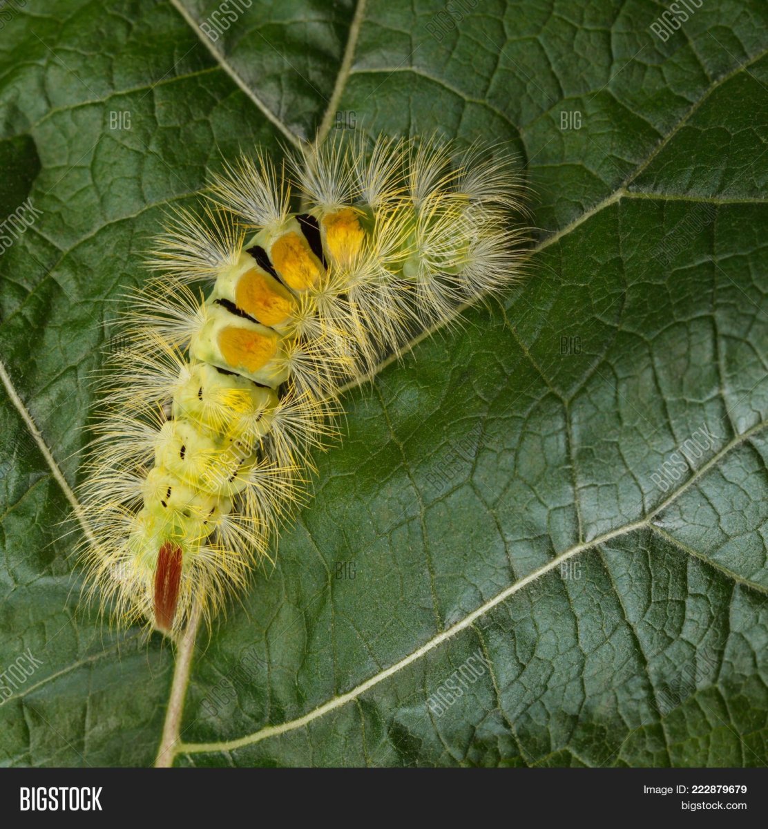 Желтая мохнатая гусеница