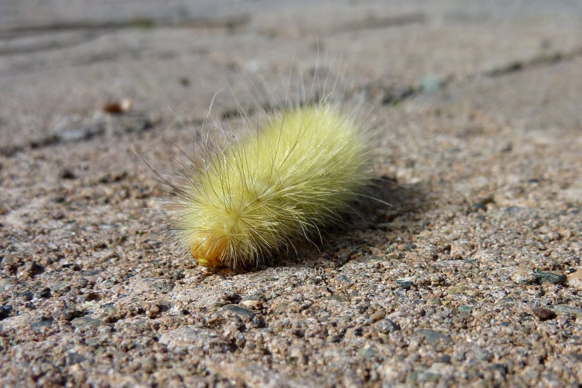 Желтая мохнатая гусеница