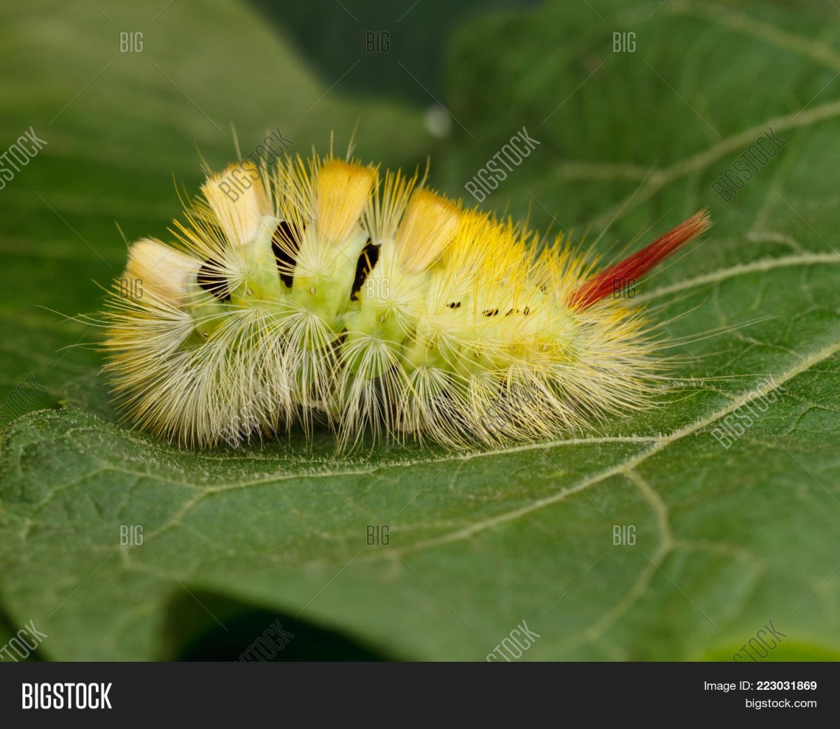 Желтая мохнатая гусеница