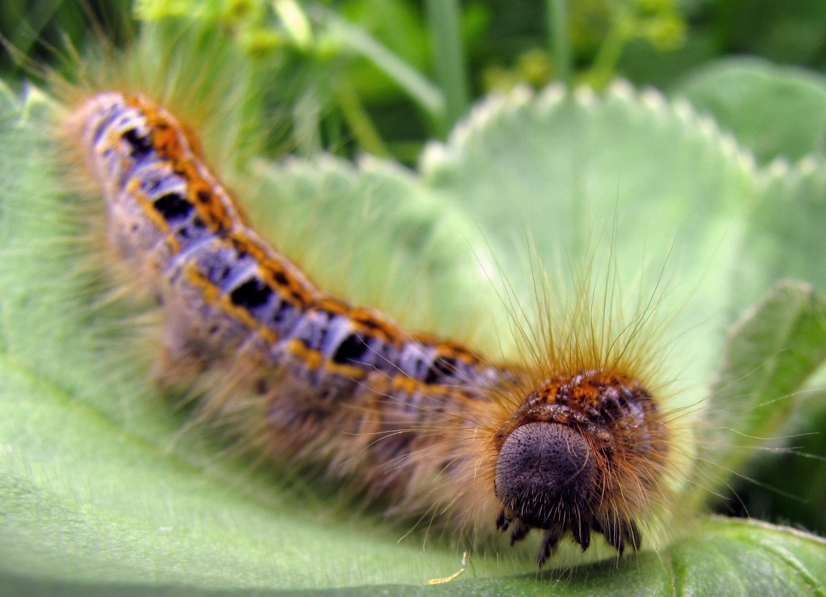 Ивовая волнянка гусеница