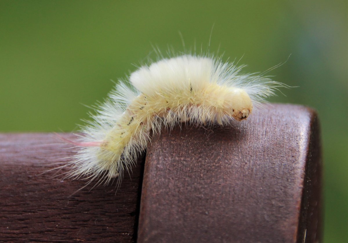 Ивовая волнянка гусеница