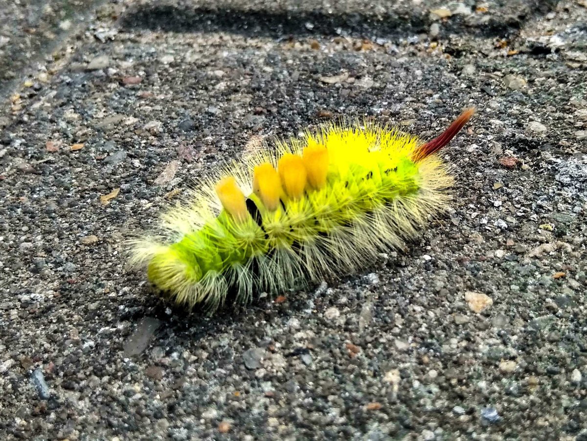 Гусеница мохнатая Лесная