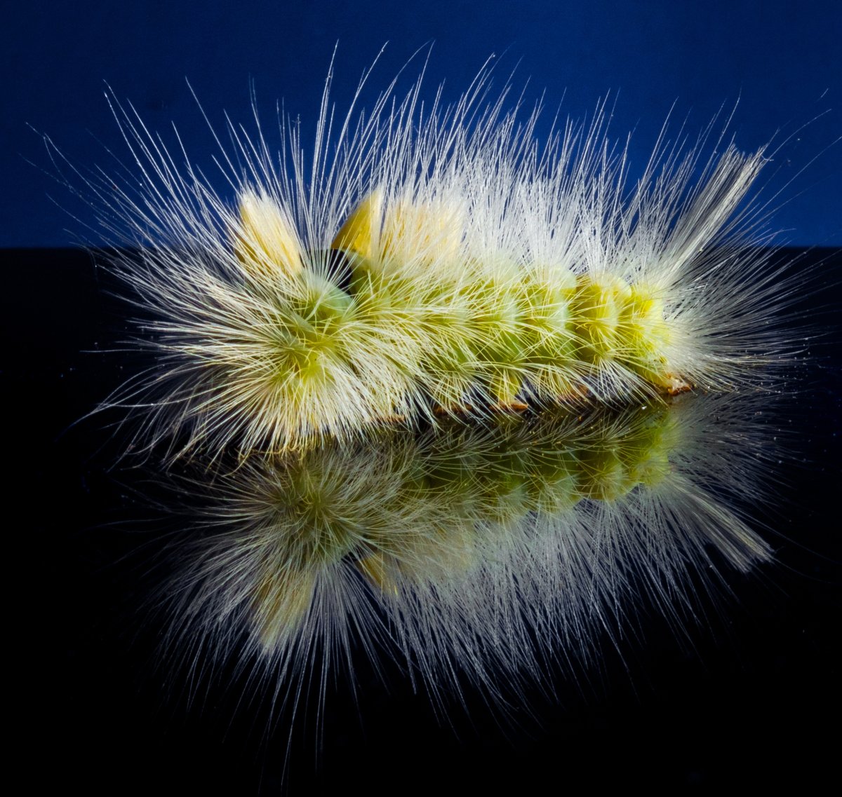 Гусеница волосатик