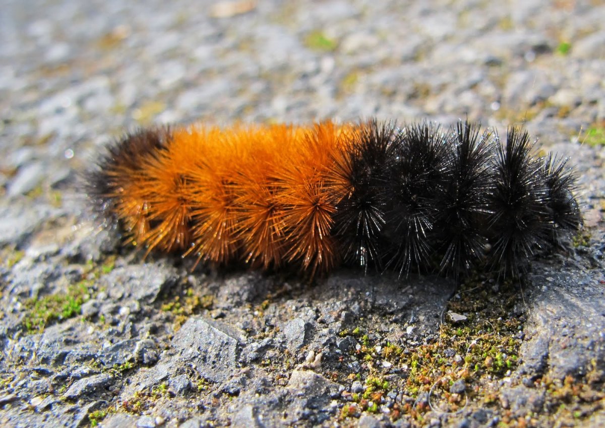 Мохнатая гусеница Оксана Онисимова