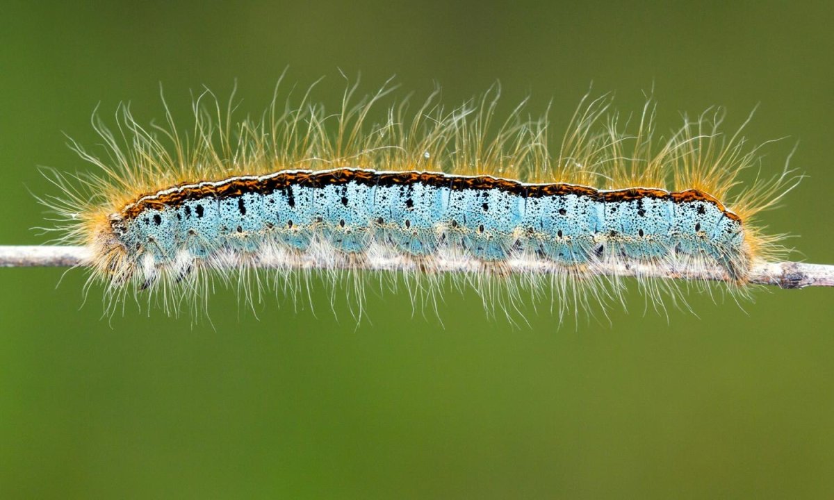Гусеница Волосянка