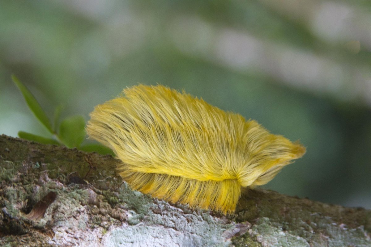 Гусеница кокетка Дональд Трамп