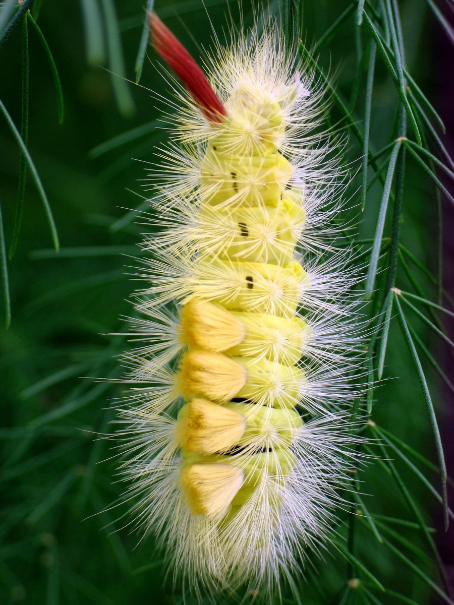 Шерстолапка Садовая гусеница