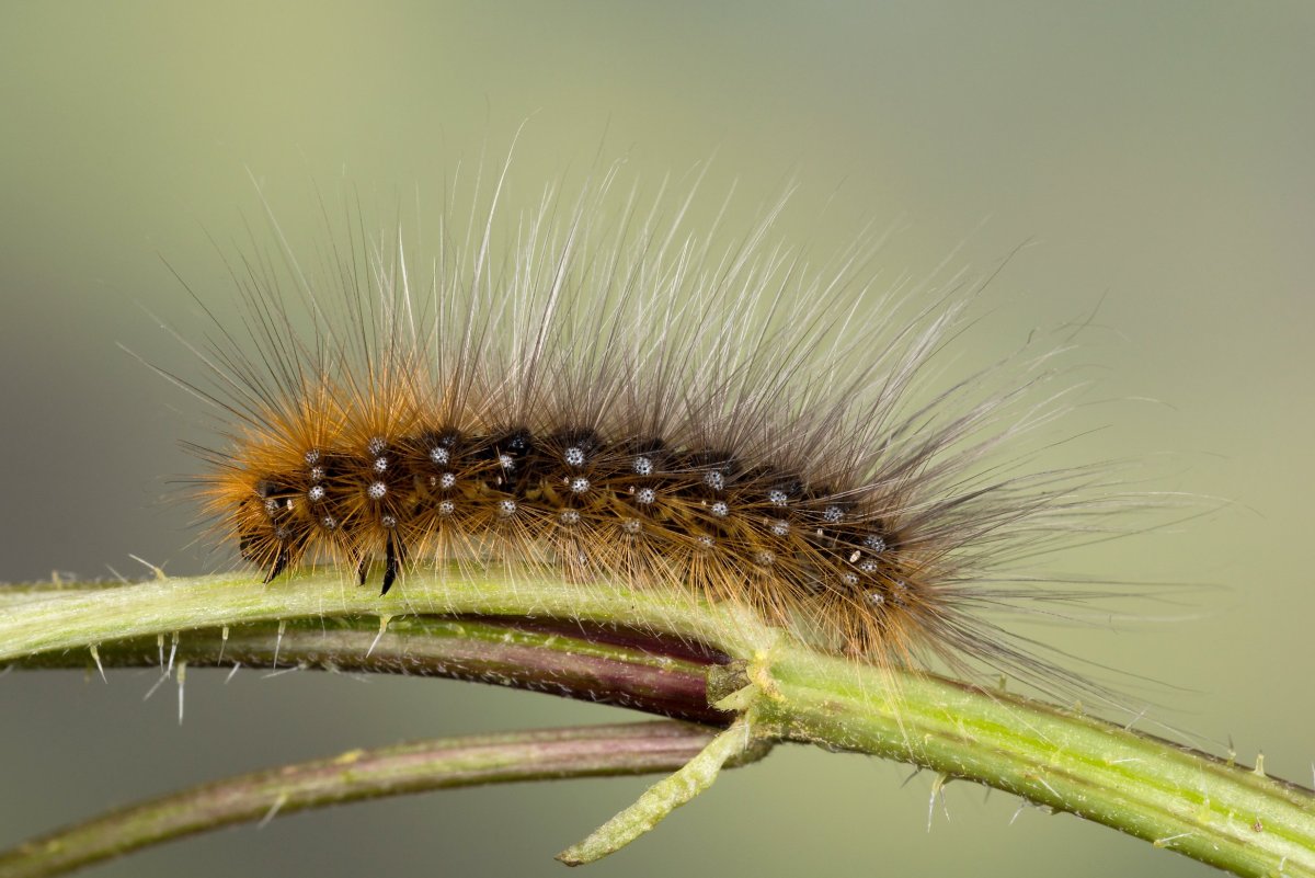 Arctia caja гусеница