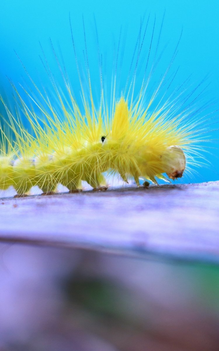 Насекомые гусеница