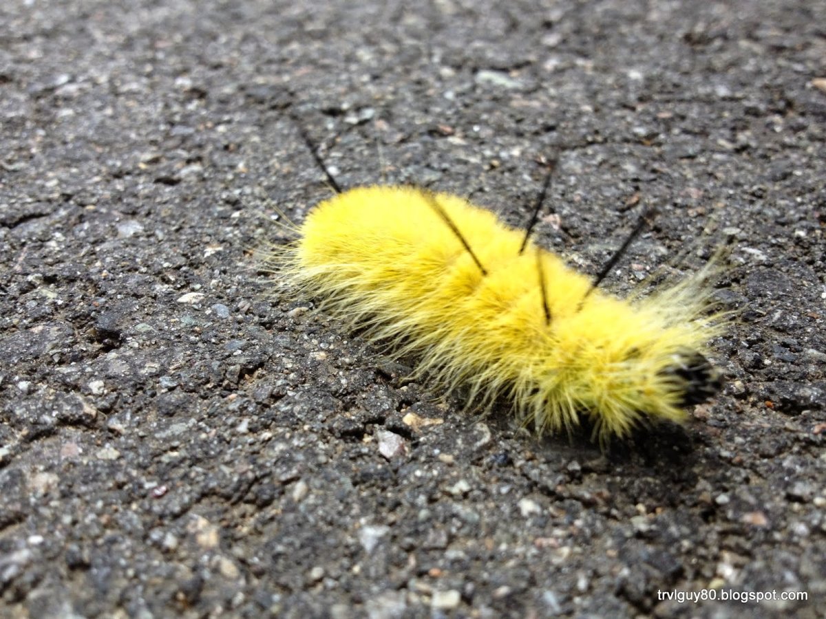 Yellow Caterpillar гусеница