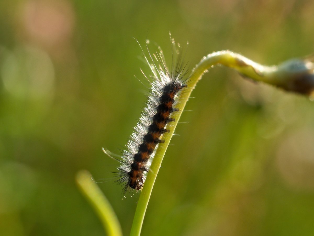 Гусеница кокетка Имаго