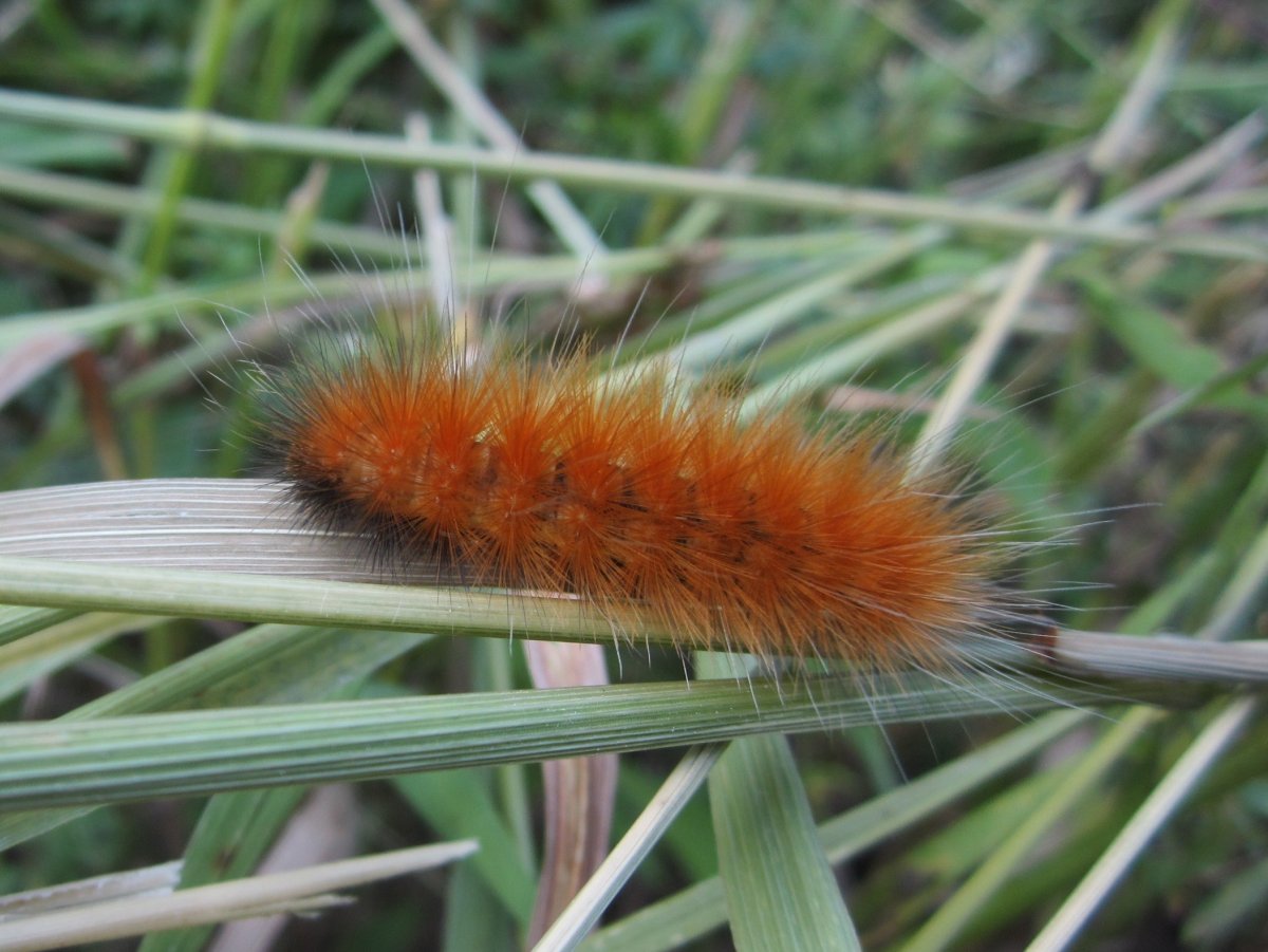 Оранжевая гусеница