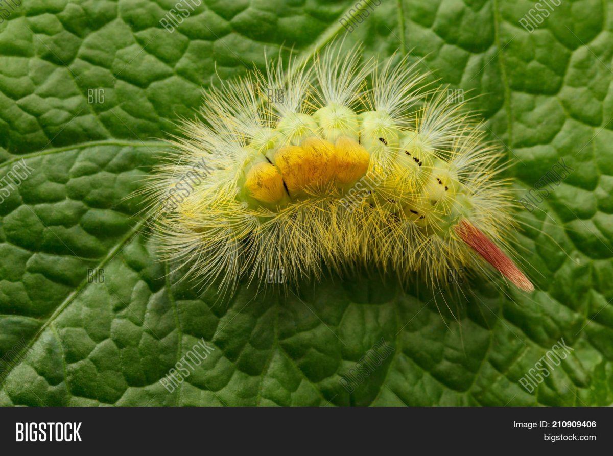 Желтая волосатая гусеница
