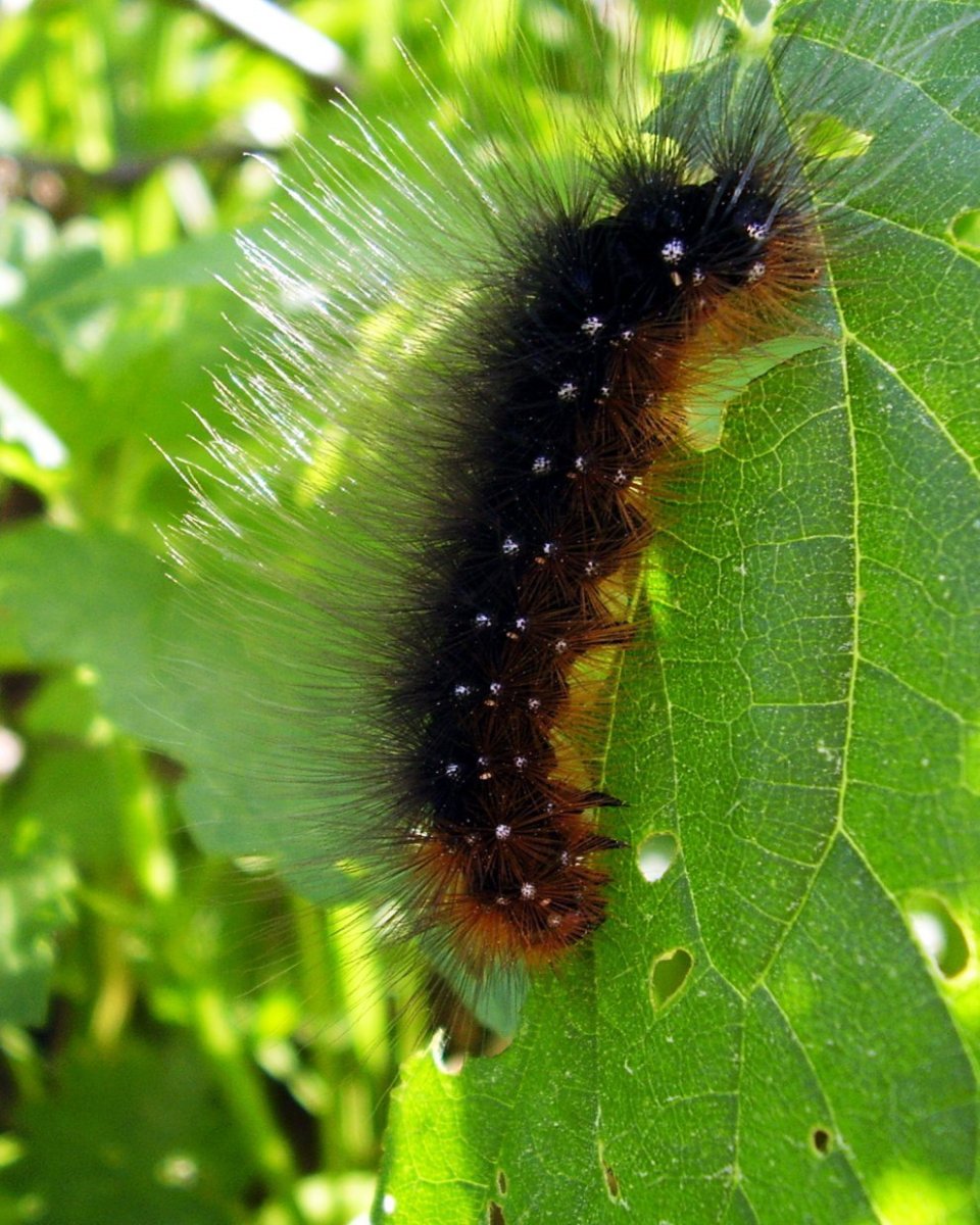 Ивовая волнянка гусеница