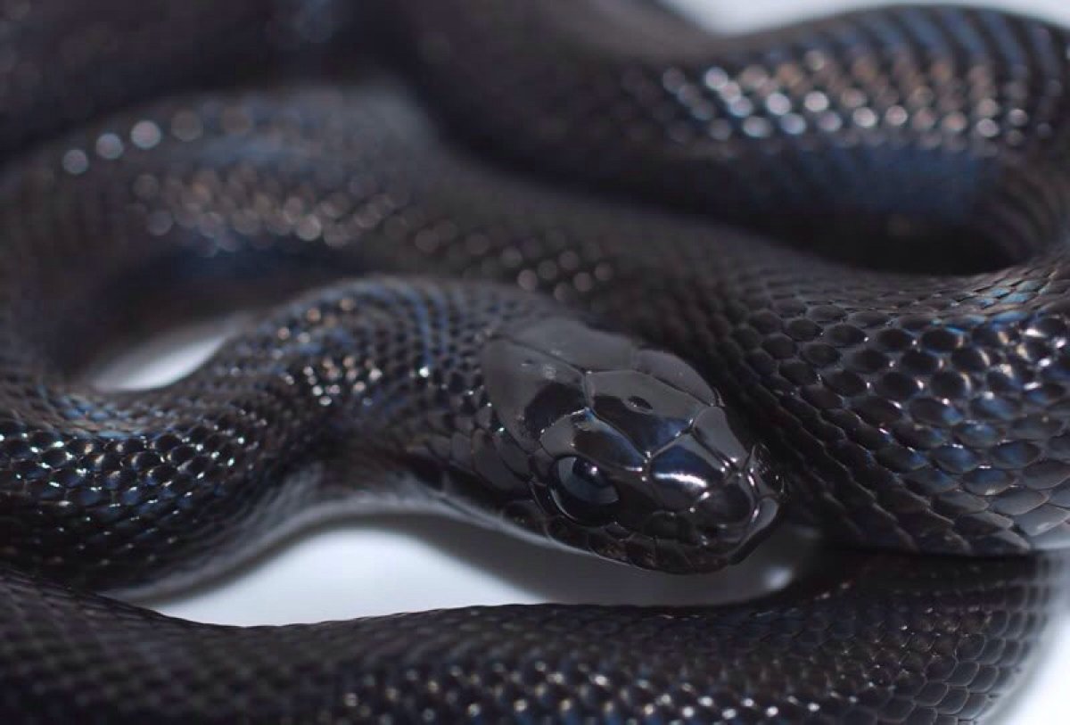 Королевская гадюка черная