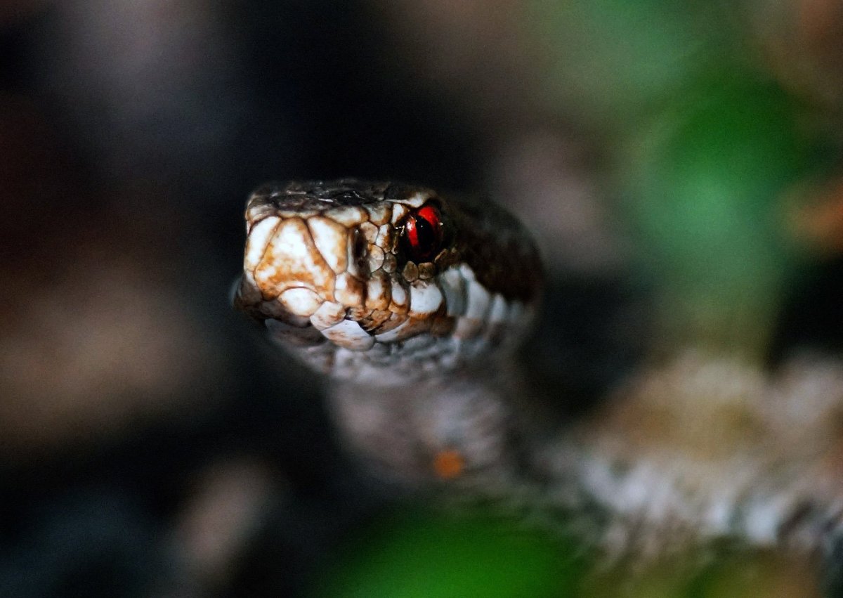 Глаза змеи гадюки