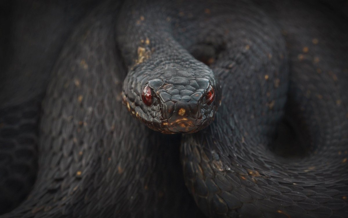 Анаконда черная змея