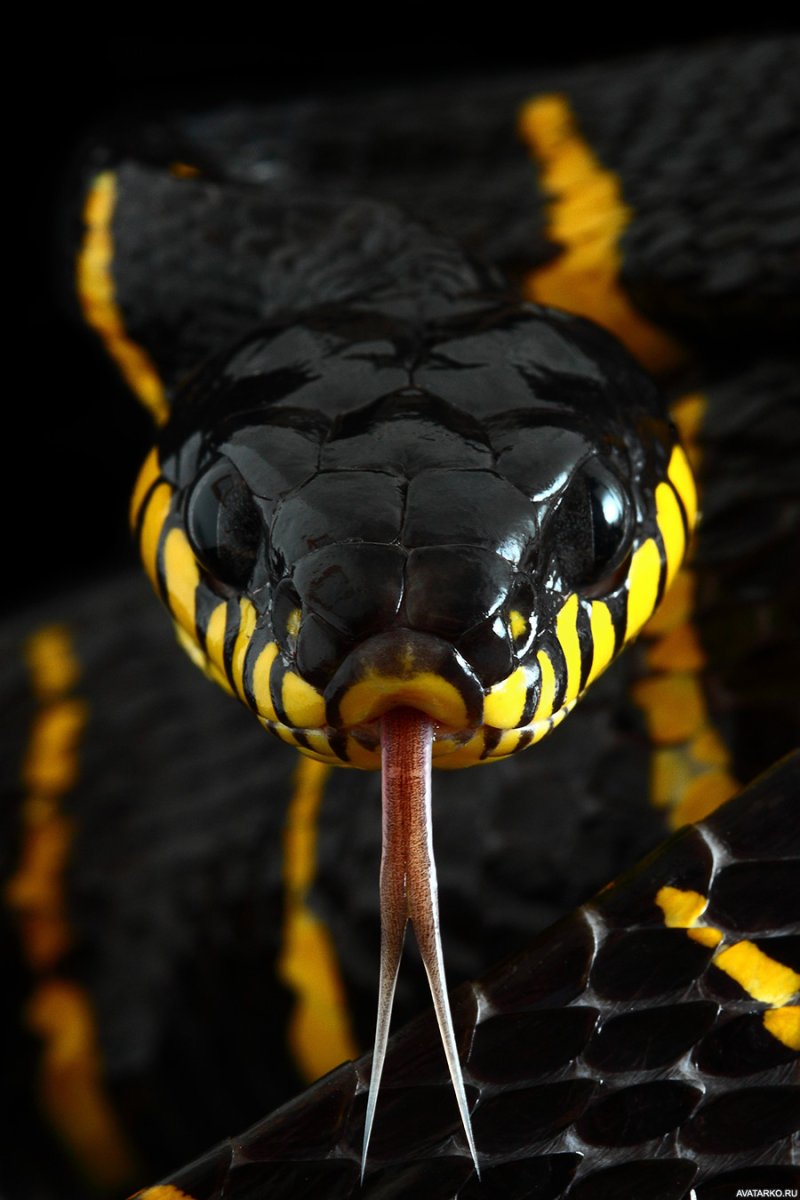 Бойга дендрофила