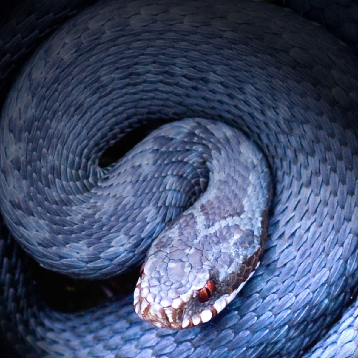 Черный Аспид змея