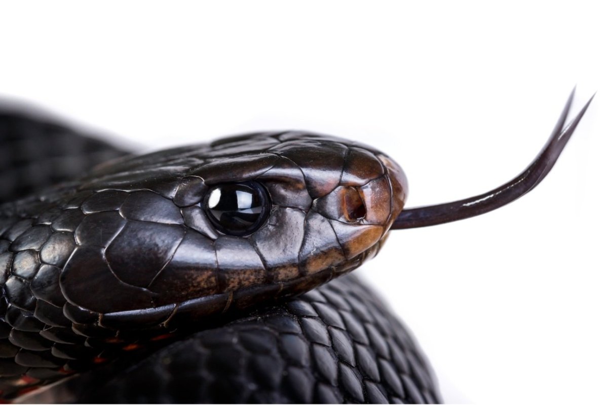 Белая змея на черном фоне