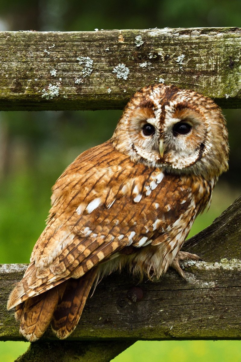 Рыженогая неясыть