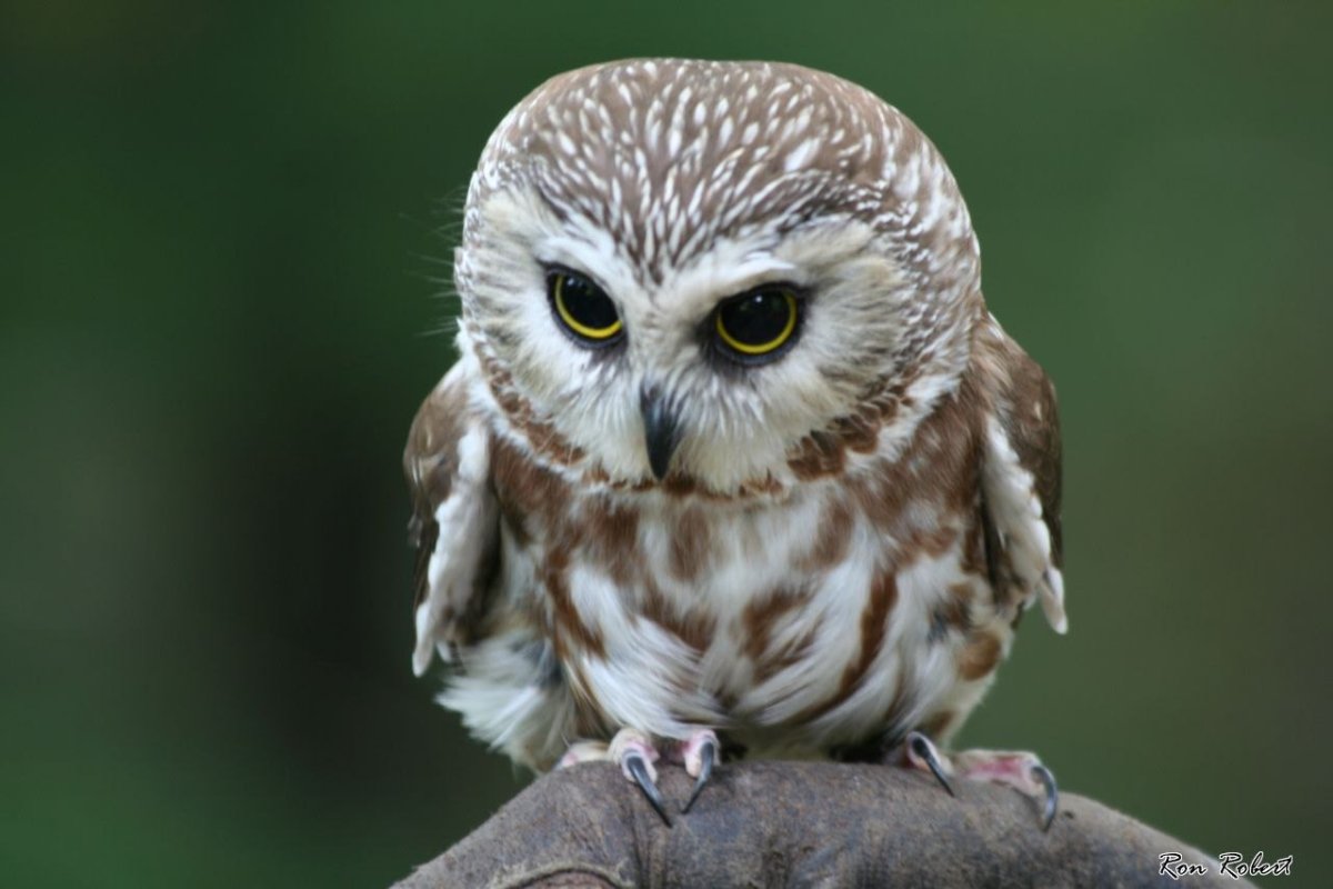 Филин Сыч сипуха