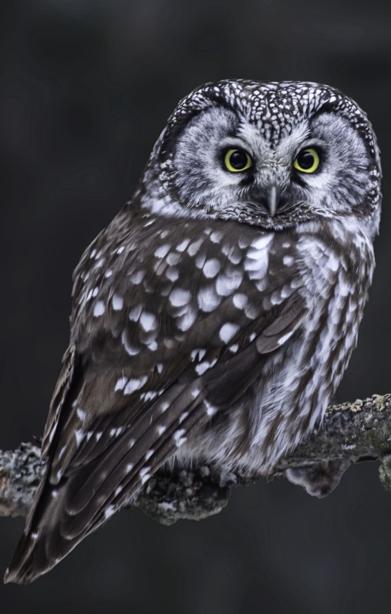 Мохноногий Сыч